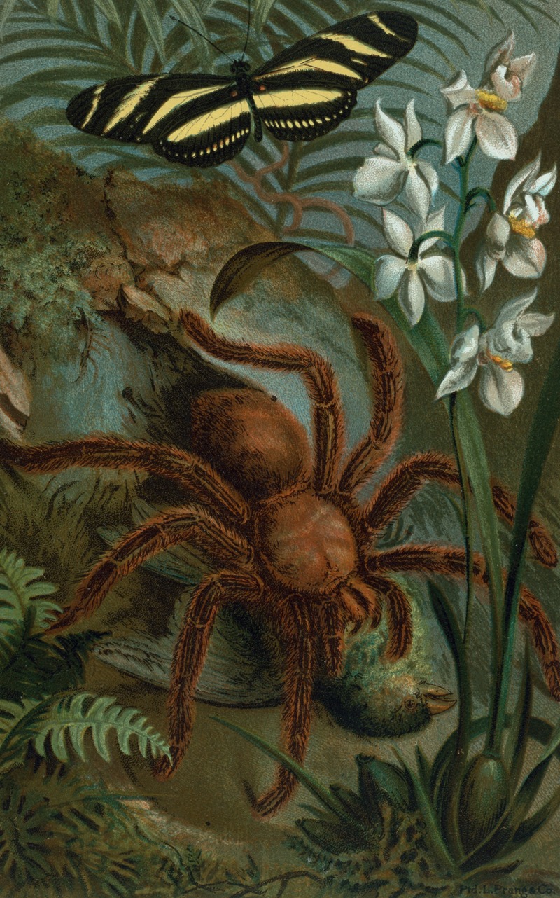 Crab-Spider, or Matoudou. by John George Wood, 1898 — digital art print download