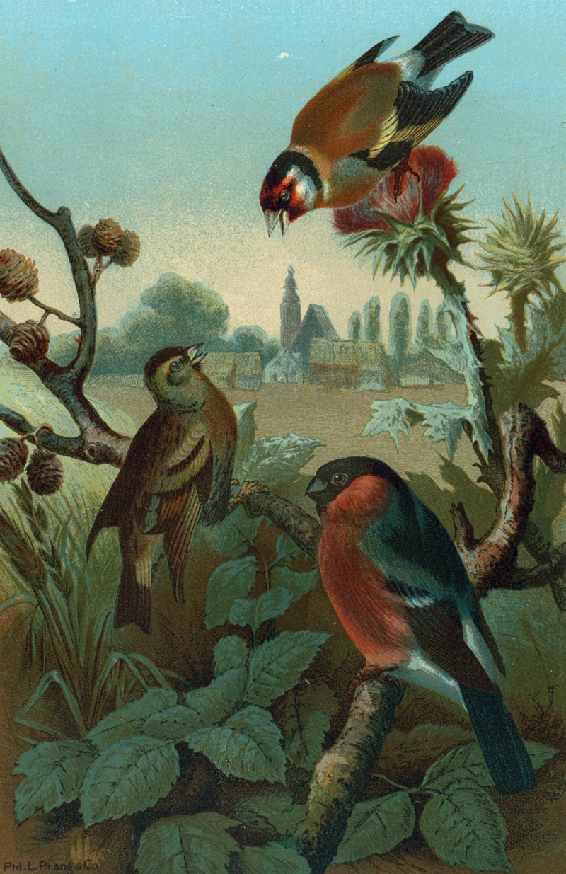 Group of Finches. — John George Wood