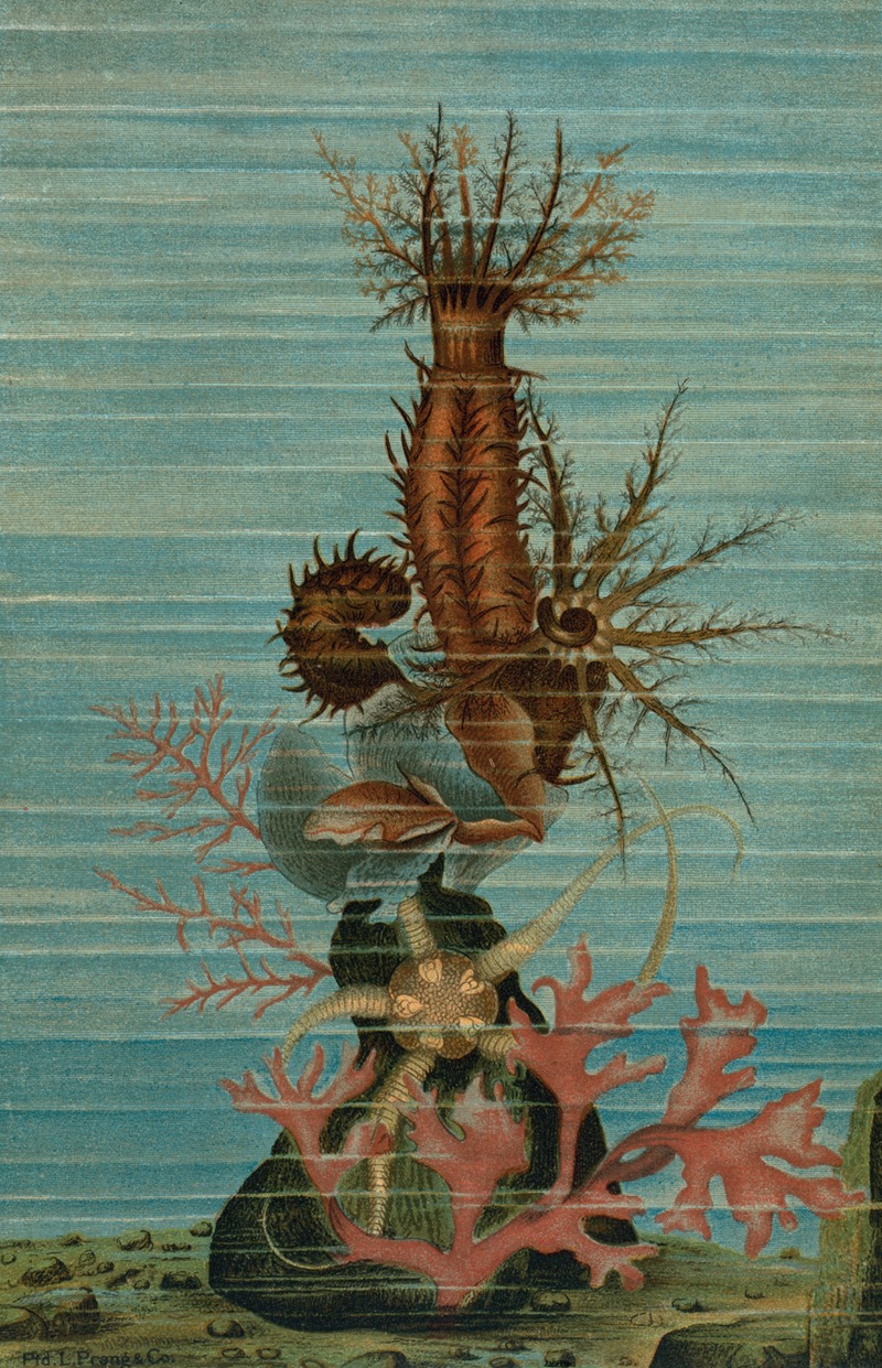 Holothurians, and Sea Star. by John George Wood, 1898 — digital art print download