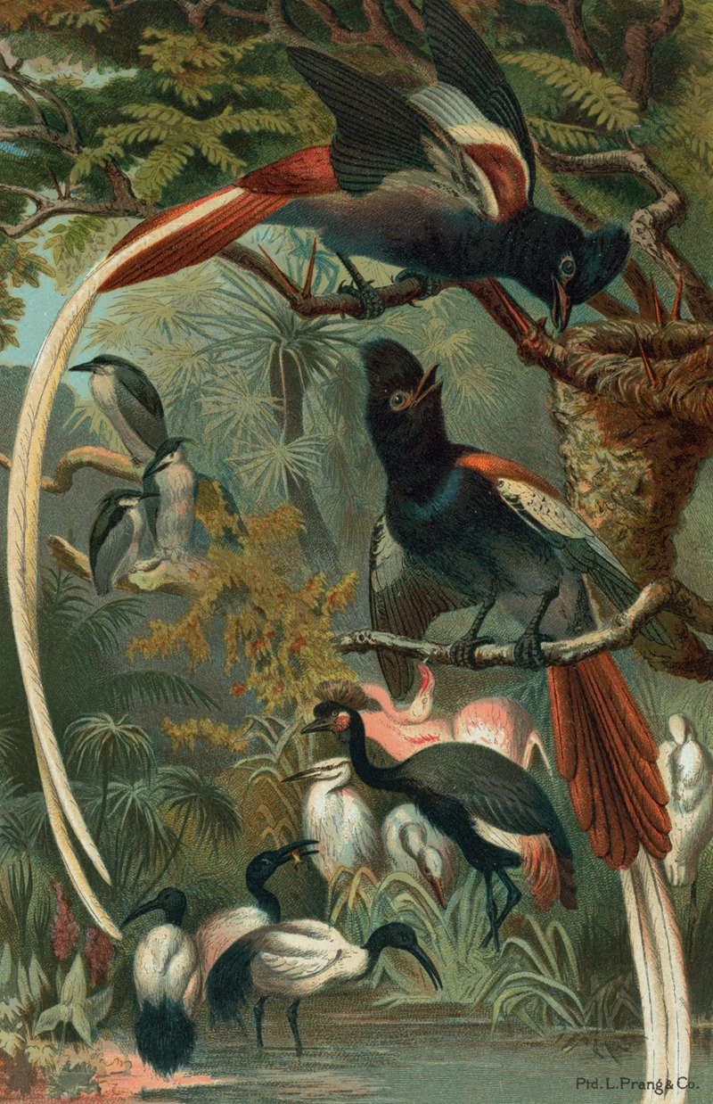 Paradise Flycatchers. by John George Wood, 1898 — digital art print download