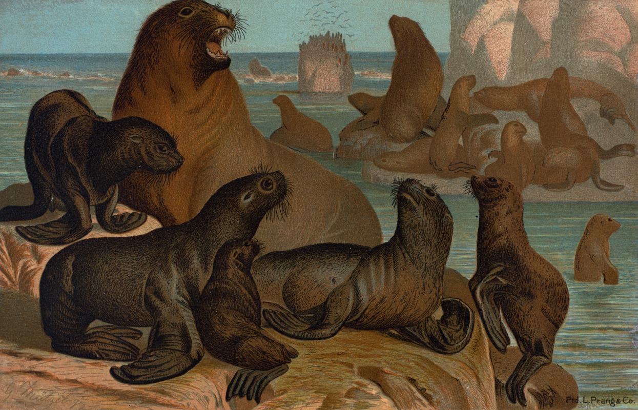 Sea Lion. by John George Wood, 1898 — digital art print download