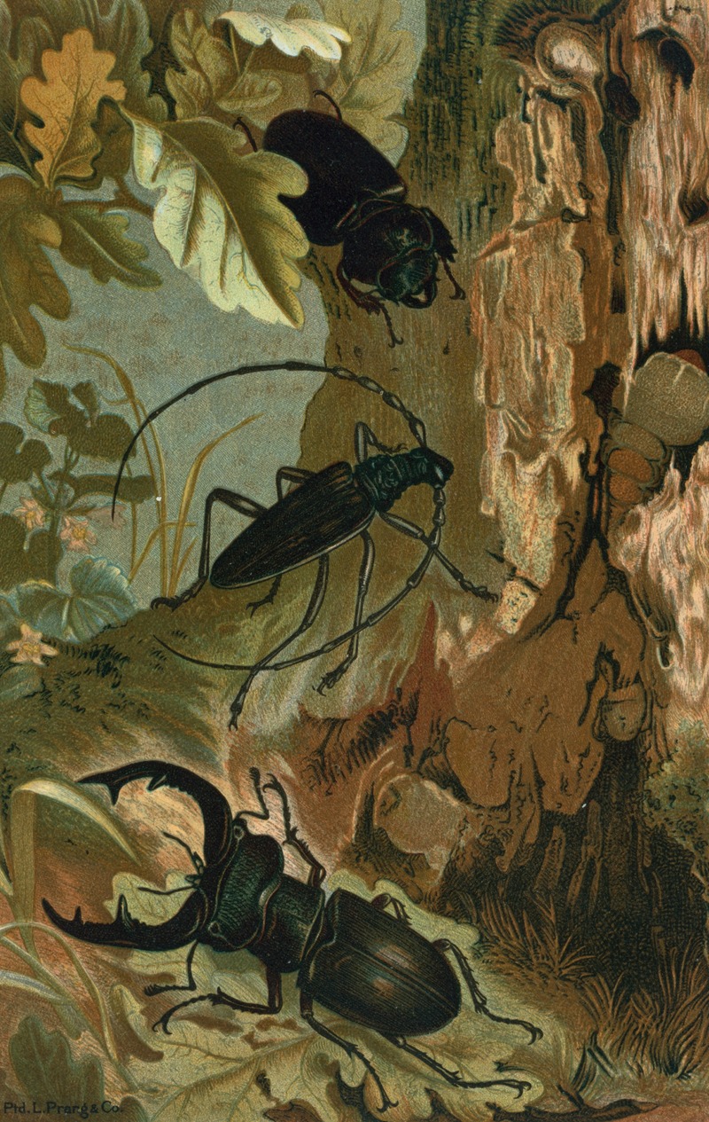 Stag Beetle, and Longicorn Beetle. by John George Wood, 1898 — digital art print download