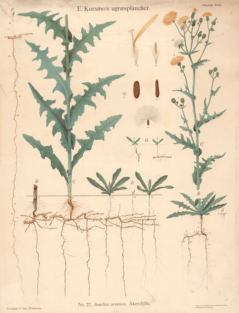 Sonchus arvensis. Akerdylle by Knut Quelprud, 1913 — digital art print download