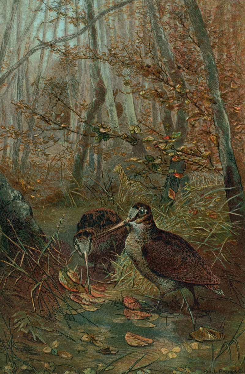 Woodcock. by John George Wood, 1898 — digital art print download