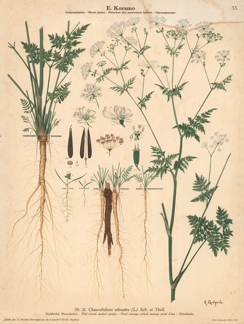 Wild chervil, beaked parsley by Knut Quelprud, 1913 — digital art print download