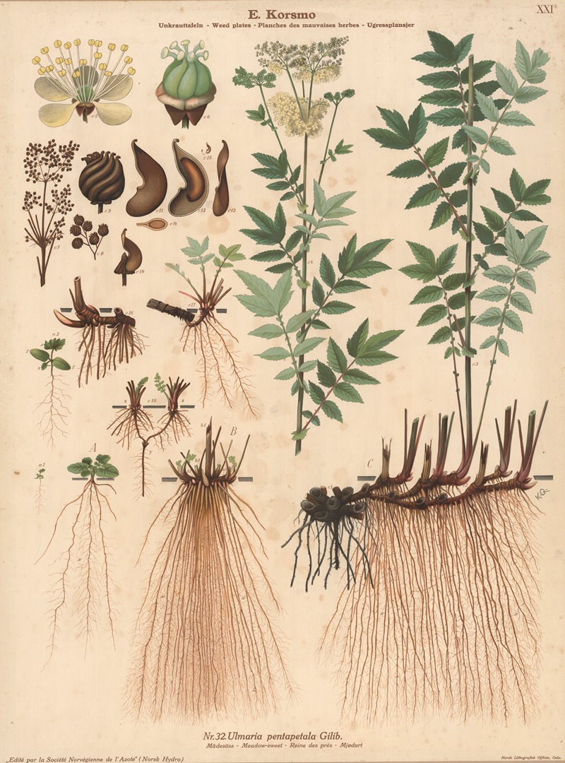 Meadow sweet by Knut Quelprud, 1913 — digital art print download