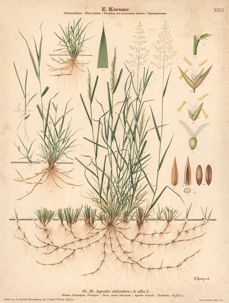Fiorin, marsh bent-grass by Knut Quelprud, 1913 — digital art print download