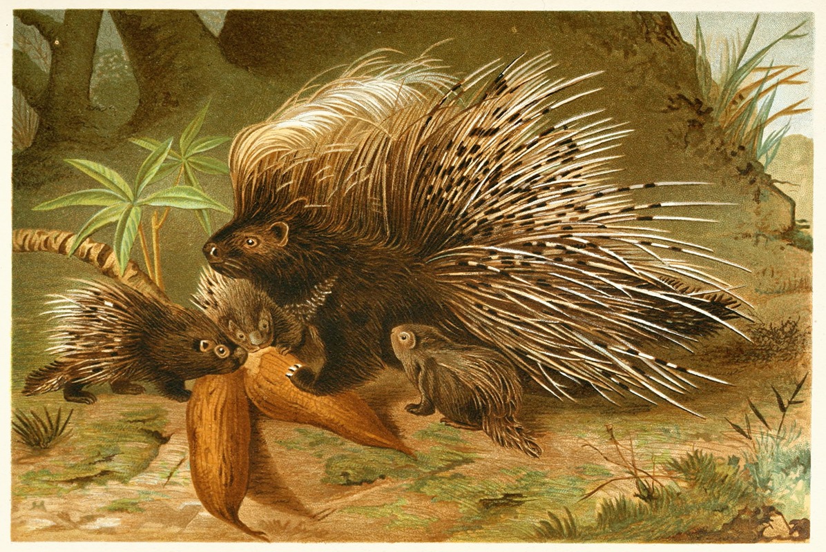 Crested Porcupine by Аноним, 1893-1896 — digital art print download