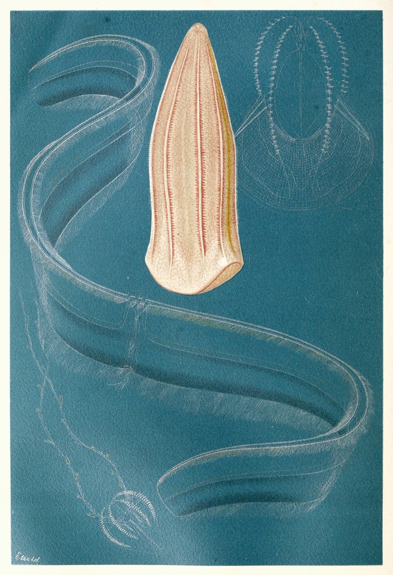 Ctenophores by Anonymous, 1893-1896 — digital art print download