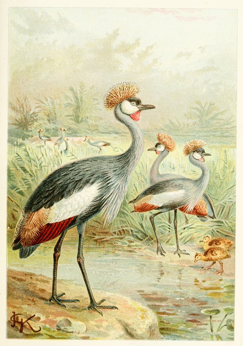 East African Balearic Crane — Аноним