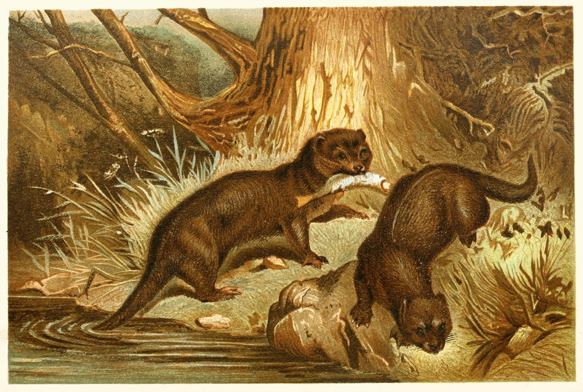 European Otter by Аноним, 1893-1896 — digital art print download