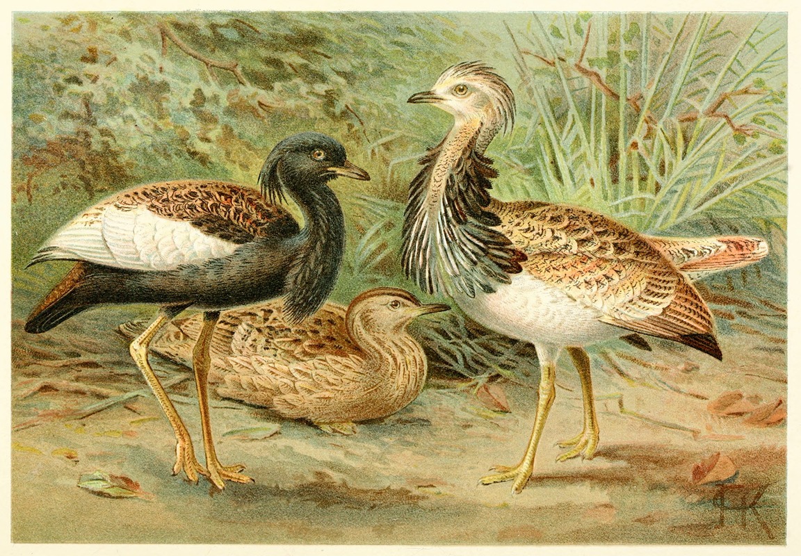 Florican and Macqueen's Bustard by Аноним, 1893-1896 — digital art print download