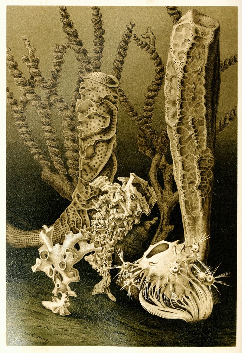 Glass Sponges by Аноним, 1893-1896 — digital art print download