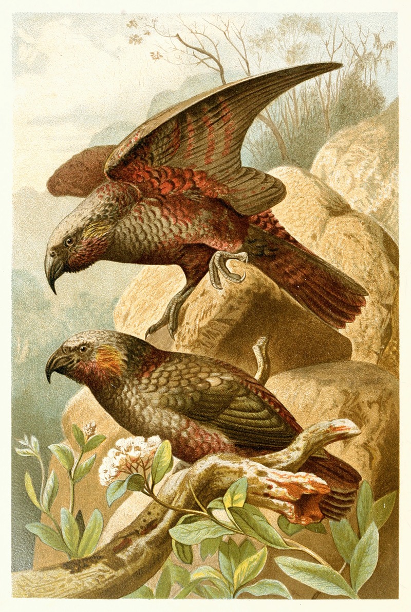 Kaka Parrots by Аноним, 1893-1896 — digital art print download