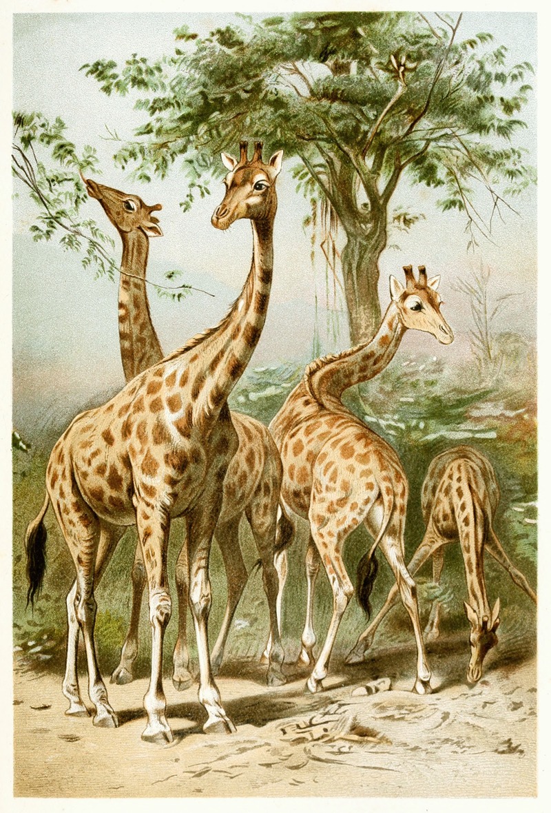 South African Giraffes by Аноним, 1893-1896 — digital art print download