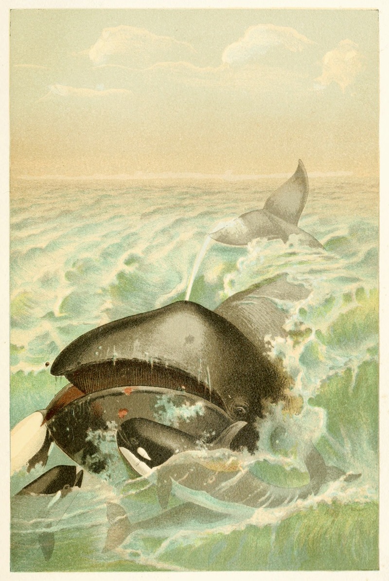 The Greenland Whale by Аноним, 1893-1896 — digital art print download