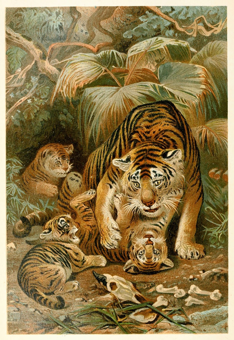Tigress and Cubs by Аноним, 1893-1896 — digital art print download