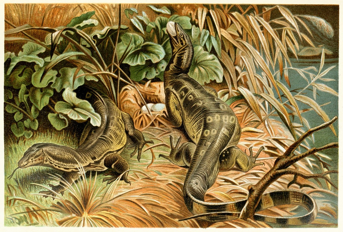 Water-monitors robbing a nest by Аноним, 1893-1896 — digital art print download