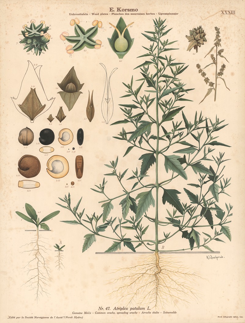 Common orache, spreading orache by Knut Quelprud, 1913 — digital art print download