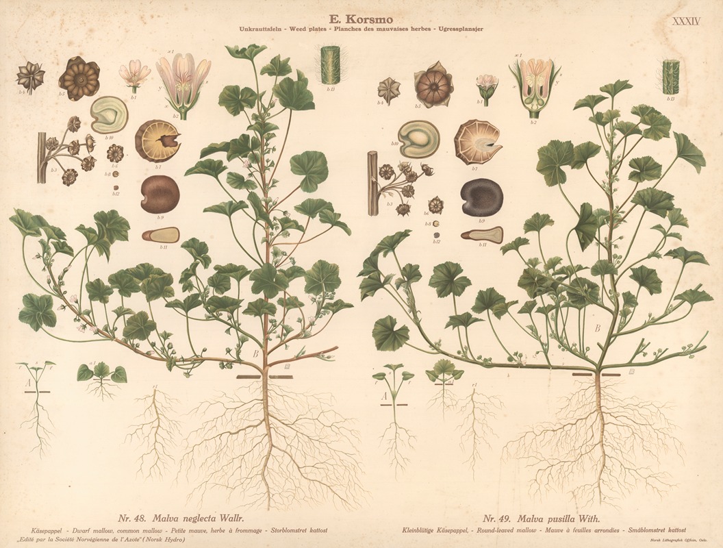 Dwarf mallow, common mallow, Round-leaved mallow by Knut Quelprud, 1913 — digital art print download