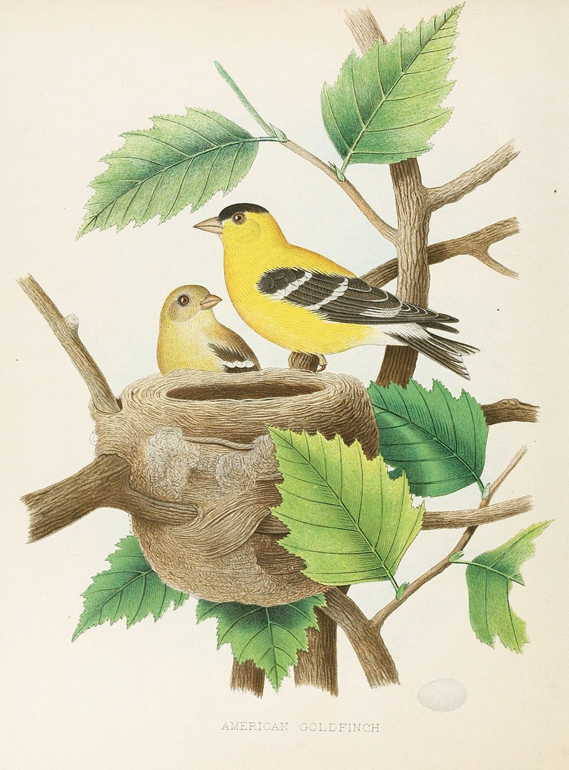 American Goldfinch by Edwin L. Sheppard, 1882 — digital art print download