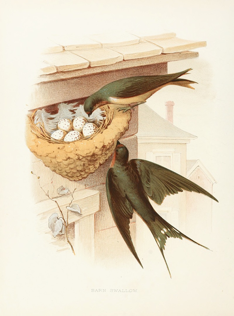 Barn Swallow by Edwin L. Sheppard, 1882 — digital art print download