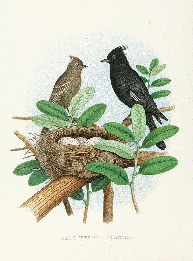Black-Crested Flycatcher by Edwin L. Sheppard, 1882 — digital art print download