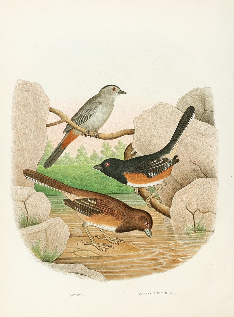 Catbird, Towhee Buntings by Edwin L. Sheppard, 1882 — digital art print download