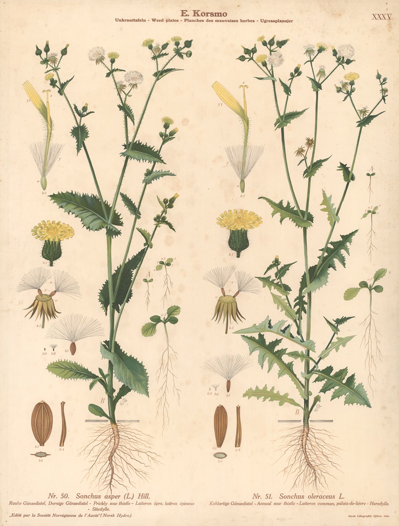Prickly sow thistle, Annual sow thistle by Knut Quelprud, 1913 — digital art print download