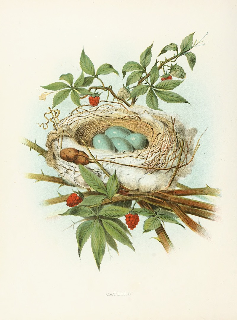 Catbird by Edwin L. Sheppard, 1882 — digital art print download