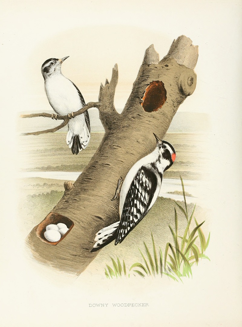 Downy Woodpecker by Edwin L. Sheppard, 1882 — digital art print download