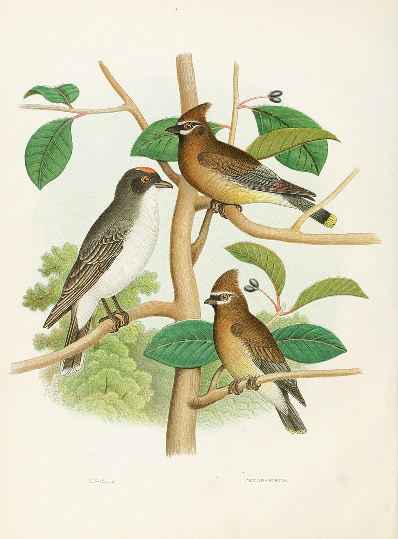 Kingbird, Cedar-birds by Edwin L. Sheppard, 1882 — digital art print download