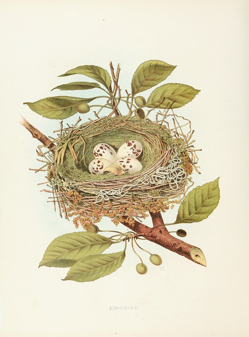 Kingbird by Edwin L. Sheppard, 1882 — digital art print download