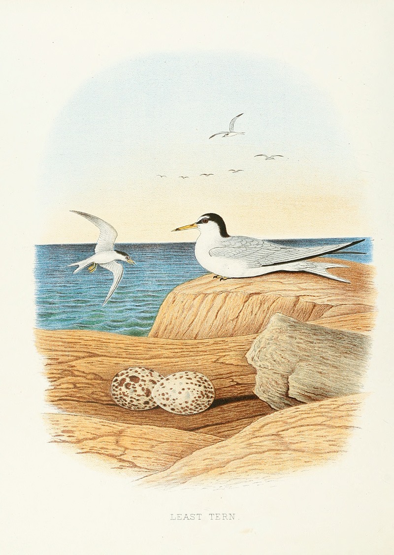 Least Tern by Edwin L. Sheppard, 1882 — digital art print download