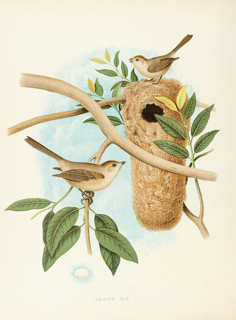 Least Tit by Edwin L. Sheppard, 1882 — digital art print download