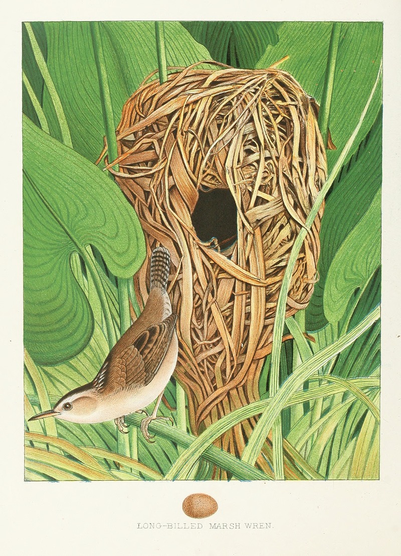 Long-billed Marsh Wren by Edwin L. Sheppard, 1882 — digital art print download
