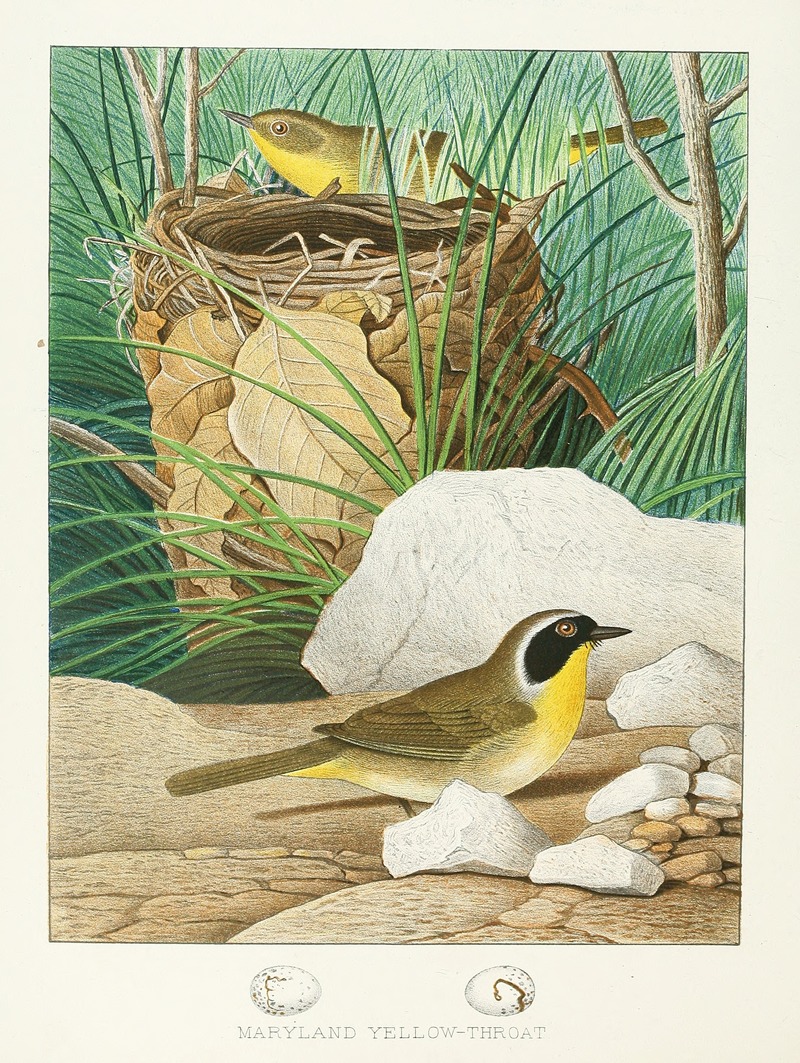 Maryland Yellow-throat — Edwin L. Sheppard