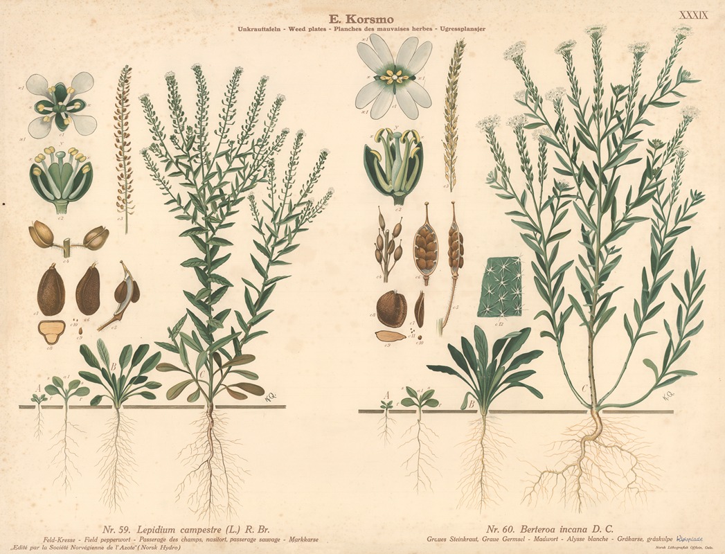 Field pepperwort, Madwort by Knut Quelprud, 1913 — digital art print download