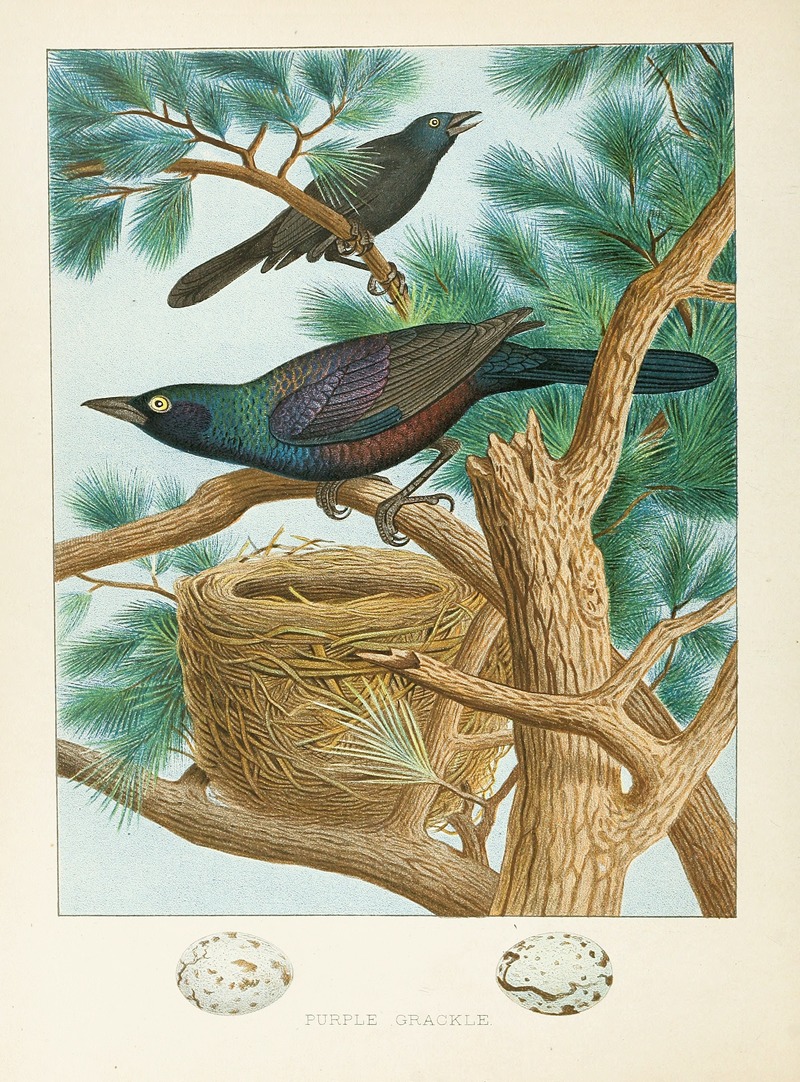 Purple Grackle by Edwin L. Sheppard, 1882 — digital art print download
