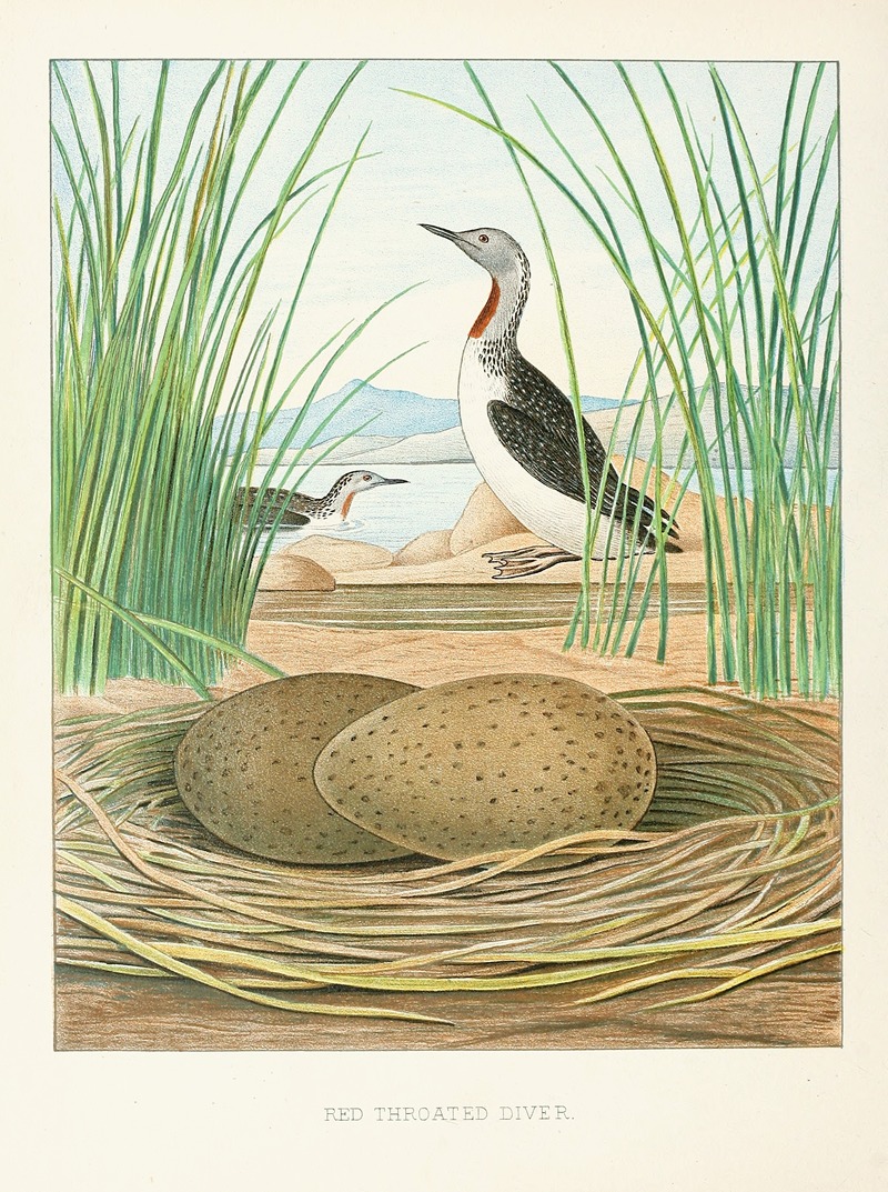 Red-throated Diver by Edwin L. Sheppard, 1882 — digital art print download