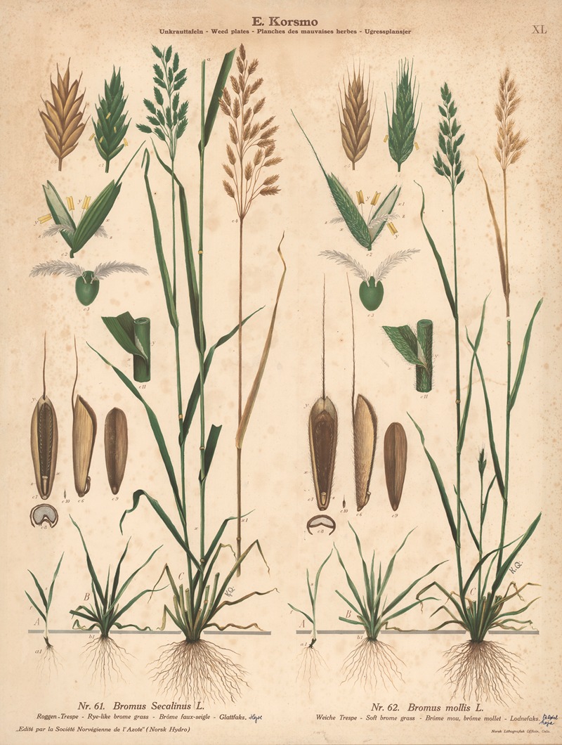 Rye-like brome grass, Soft brome grass by Knut Quelprud, 1913 — digital art print download