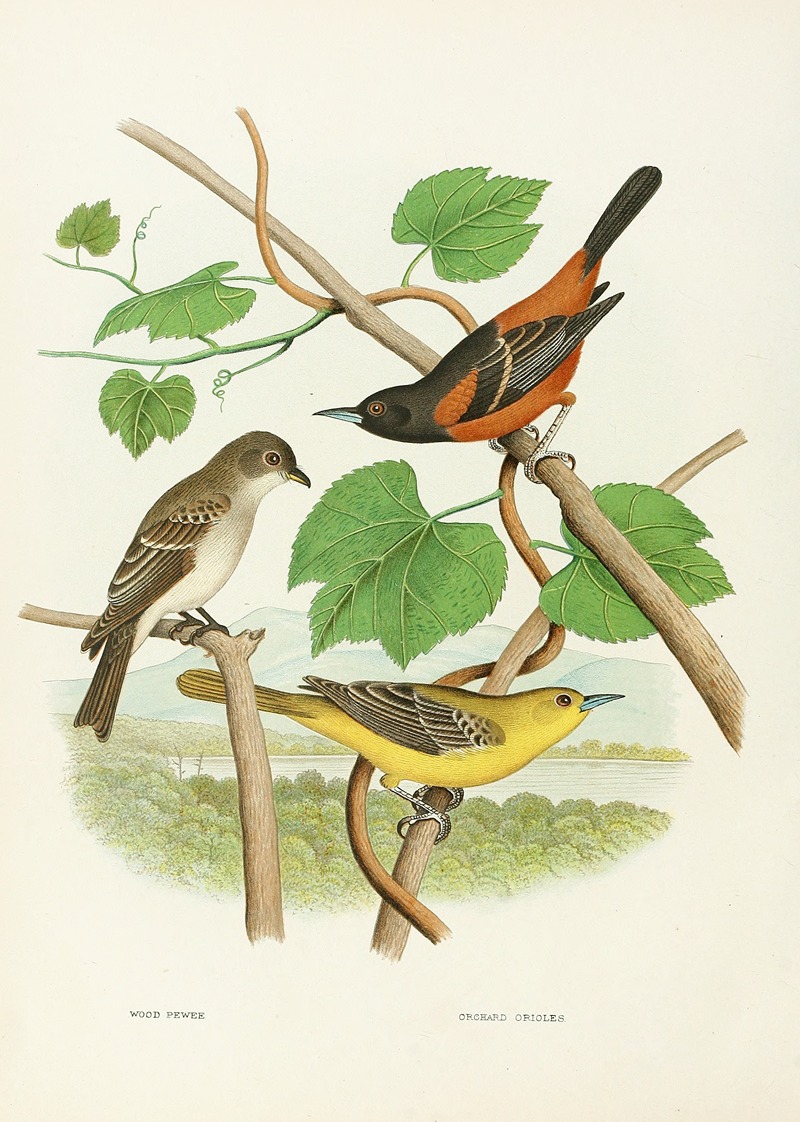 Wood Pewee, Orchard Oriole by Edwin L. Sheppard, 1882 — digital art print download