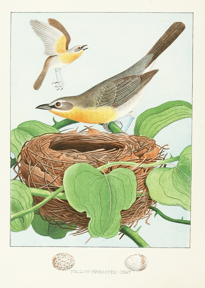Yellow-breasted Chat by Edwin L. Sheppard, 1882 — digital art print download