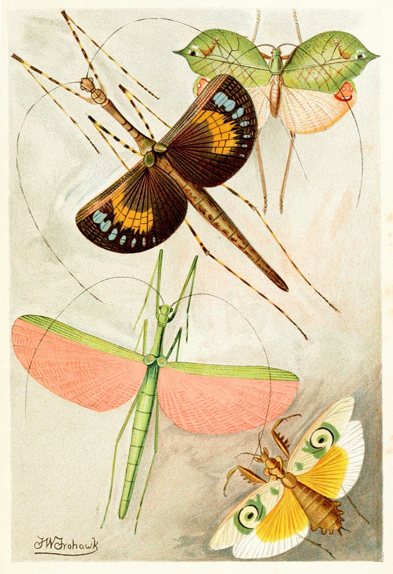 Orthoptera by Frederick William Frohawk, 1893-1896 — digital art print download
