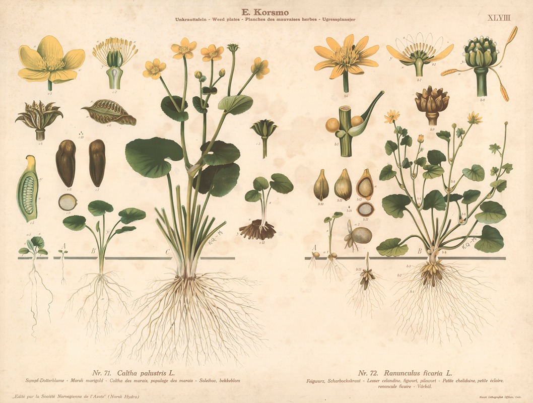 Marsh marigold, Lesser celandine, figwort by Knut Quelprud, 1913 — digital art print download