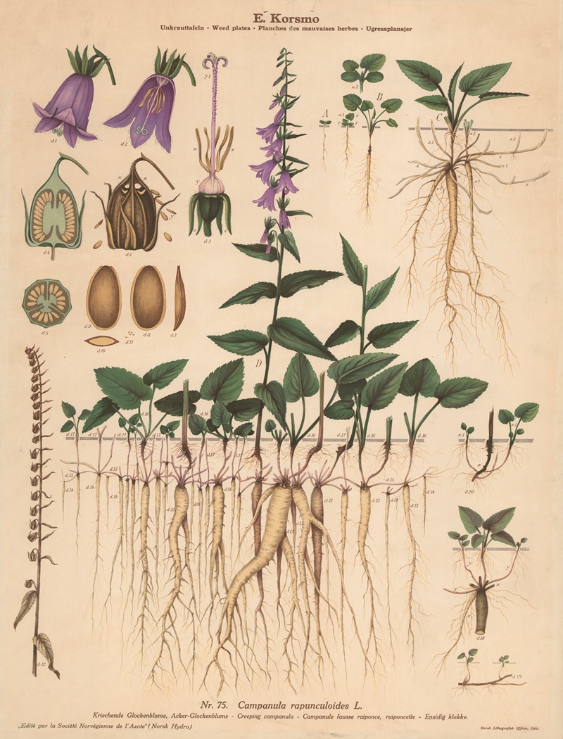Creeping campanula by Knut Quelprud, 1913 — digital art print download