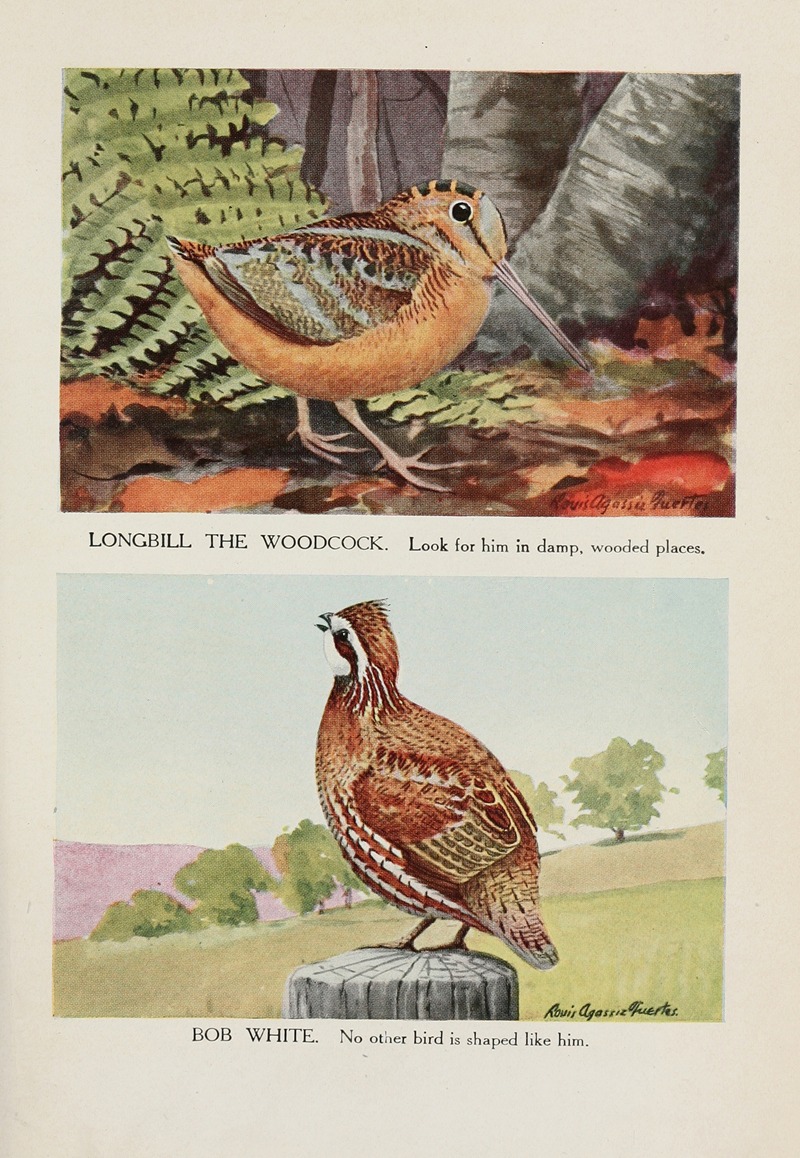 Longbill the Woodcock, Bob White — Louis Agassiz Fuertes