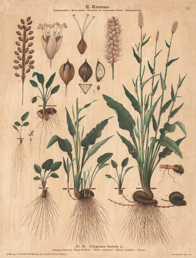 Bistort, snakeweed by Knut Quelprud, 1913 — digital art print download