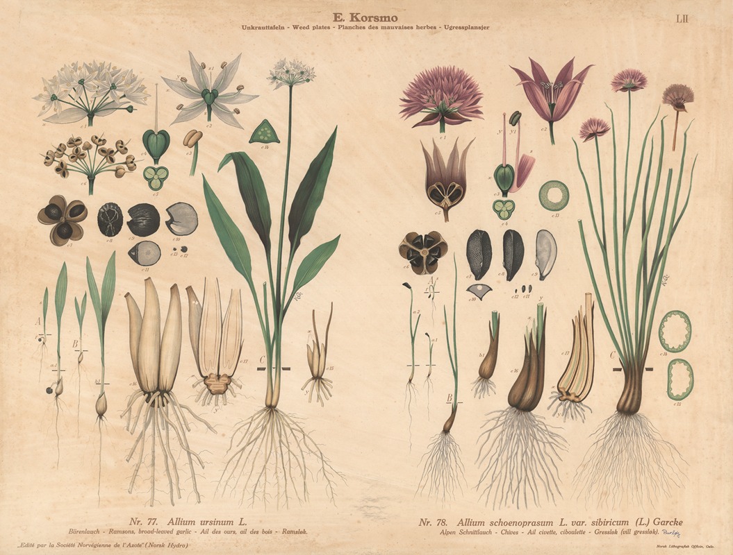 Ramsons, broad-leaved garlic, Chives by Knut Quelprud, 1913 — digital art print download
