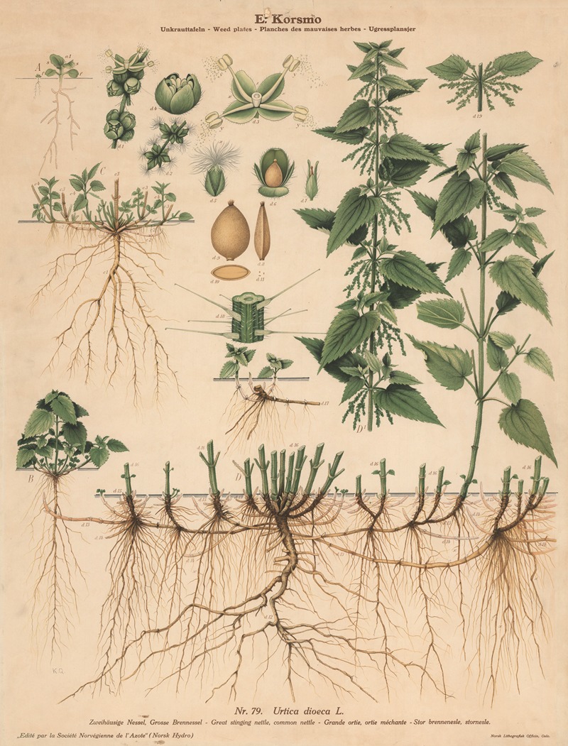 Great stinging nettle, common nettle by Knut Quelprud, 1913 — digital art print download